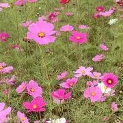 気まぐれにゃんこ☆プロフィ読んで下さい☆の画像