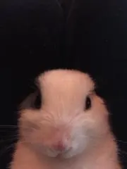 カリメロの画像
