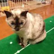 Yuko