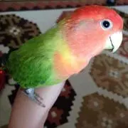 ゆ