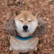 たくみき