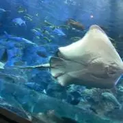 ふるーちぇ