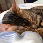 ティピーの画像