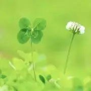 CLOVERஐ☘︎︎の画像