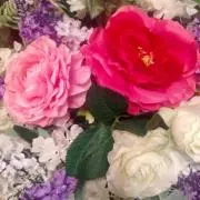 Apple Peonyの画像