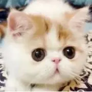 ミカの画像