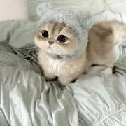 すももの画像