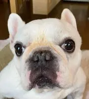 ぱんだの画像