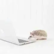 むーの画像