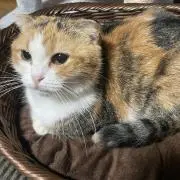めめこの画像