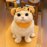 あんちゃん