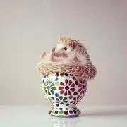 ramの画像