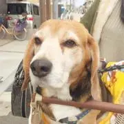 ベル