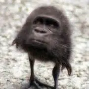 たくさんの画像