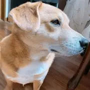 きょんの画像