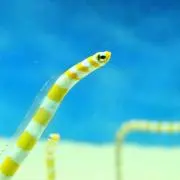 ぴょんきちの画像