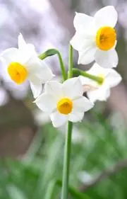 ゆの