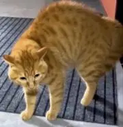 ものすごいんだねえの画像
