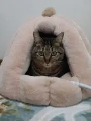 Herbの画像