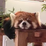 はやさんの画像
