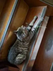 momo*°断捨離出品中(^^)ノの画像