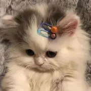 ゆーの画像