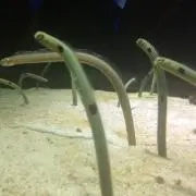 るるる★