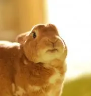 たまの画像