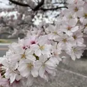さくら