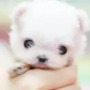 ペキふわの画像