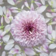 りん