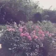 saaの画像