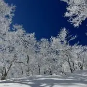 YMGCHRSの画像