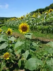 キキララの画像