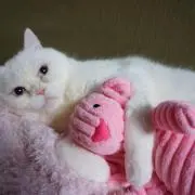 ココロロの画像