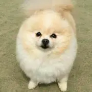 雪うさぎ