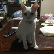 かなでん