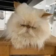えじゅみ