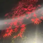 ハクの画像
