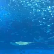 アンパンマン