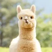 CHANの画像