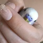 MAIの画像