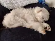 さっさの画像