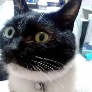 いもけんぴ