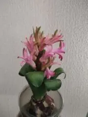 ひやしんすの画像