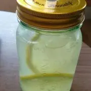ここあの画像