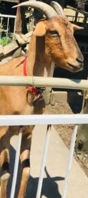 すいかの画像