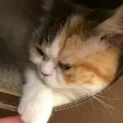 kinakoの画像