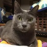 あや