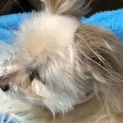 まぼさん。